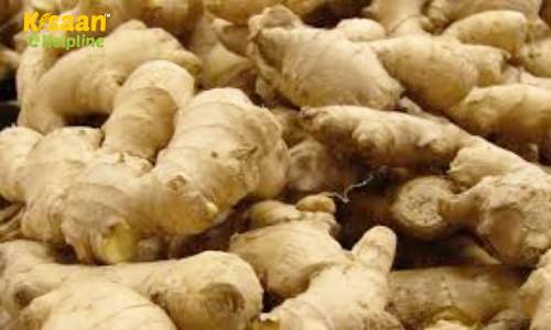 अदरक की फसल की उचित समय पर बुवाई कर रखें हानिकारक रोगों से मुक्त, जानिए अदरक की उन्नत खेती के बारे में